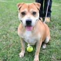 Photo of Tallulah 35162