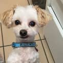 Photo of Fluffy 