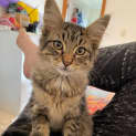 Photo of Nala