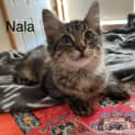 Photo of Nala