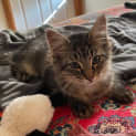Photo of Nala