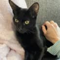 Photo of Rufus