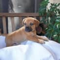 Photo of Bennie