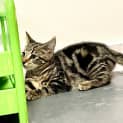 Photo of Mish ( Was Pepsi )