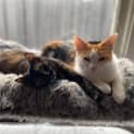 Photo of Bonnie & Delilah
