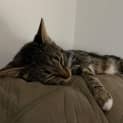 Photo of Moomoo