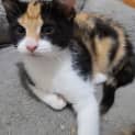 Photo of Celeste