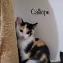 Photo of Calliope