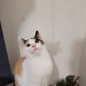 Photo of Calliope