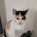 Photo of Calliope