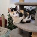 Photo of Calliope