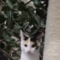 Photo of Calliope