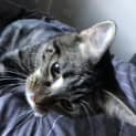 Photo of Skully