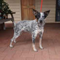 Photo of Dixie