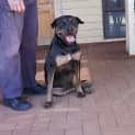 Photo of Maestro