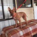 Photo of Phoenix