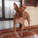 Photo of Phoenix