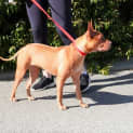 Photo of Phoenix