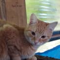Photo of Garfield