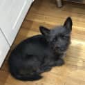 Photo of Nori