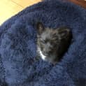Photo of Nori