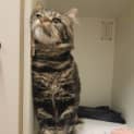 Photo of Simba 