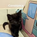 Photo of Constance