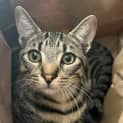 Photo of Felix