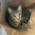 Photo of Felix
