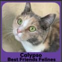 Photo of Calypso 