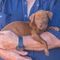 Photo of Tanner
