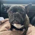 Photo of Prada