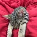 Photo of Louis