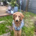 Photo of Molly 