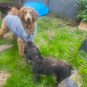 Photo of Molly 