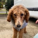 Photo of Molly 