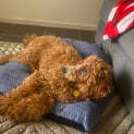 Photo of Molly 