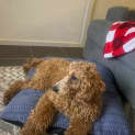 Photo of Molly 