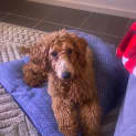 Photo of Molly 