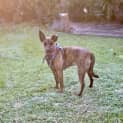 Photo of Tigger 11 Month Old Kelpie X Staffy