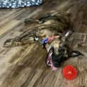 Photo of Tigger 11 Month Old Kelpie X Staffy