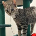 Photo of Fondant   Located In Bulleen