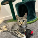 Photo of Fondant   Located In Bulleen
