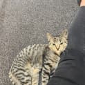 Photo of Fondant   Located In Bulleen