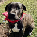 Photo of Marley 8 Month Old Bull Mastiff X (Trial 28/6/23
