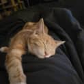 Photo of Gizmo