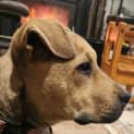 Photo of Macey 14 Week Old Mixed Breed (Trial)