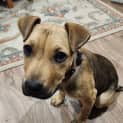 Photo of Macey 14 Week Old Mixed Breed (Trial)