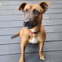 Photo of Pippa