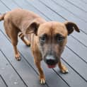 Photo of Pippa